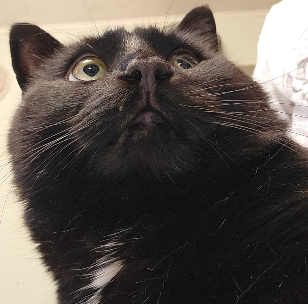 A close up image of a black cat. He is sniffing food and his eyes are wide. His mouth is also slightly open.